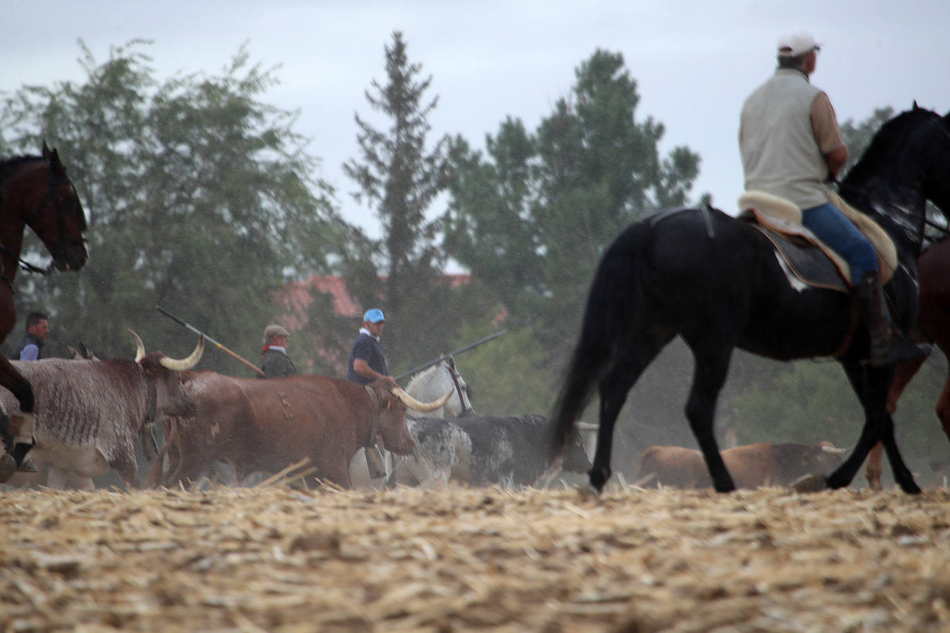 Fotos: Último encierro de las fiestas de San Antolín de Medina del Campo, en imágenes