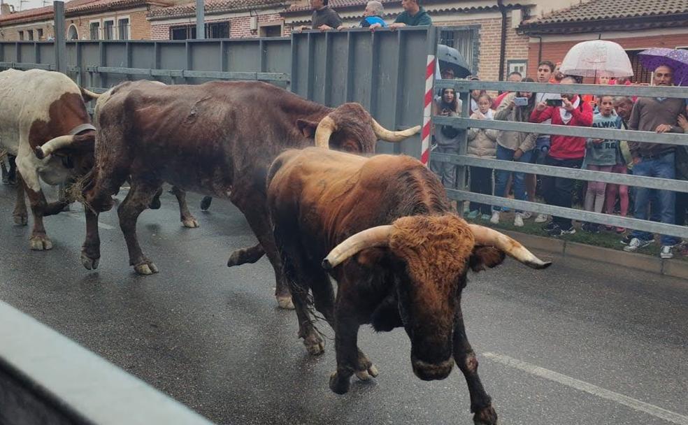 Medina del Campo cierra su San Antolín con un encierro rápido y sin incidentes