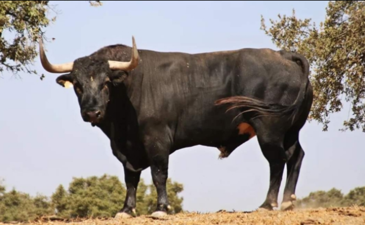'Manjar' el Toro de la Vega de este 2022. 