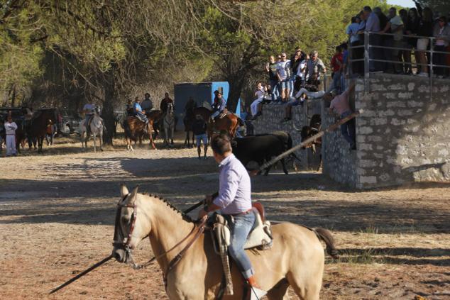 Fotos: Encierro mixto campo a través en las fiestas patronales de Portillo