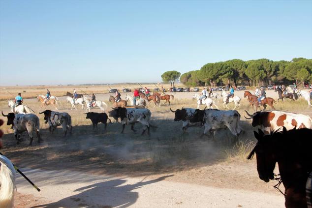 Fotos: Encierro mixto campo a través en las fiestas patronales de Portillo