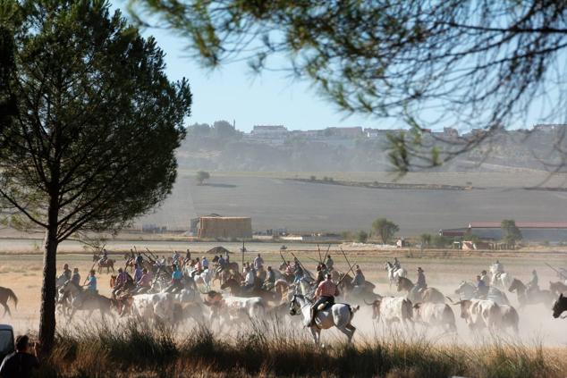Fotos: Encierro mixto campo a través en las fiestas patronales de Portillo