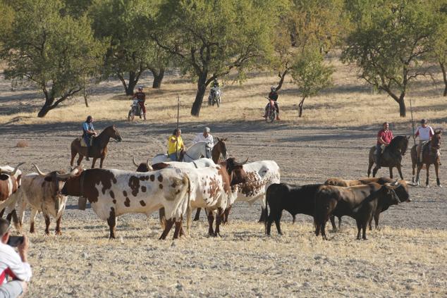 Fotos: Encierro mixto campo a través en las fiestas patronales de Portillo