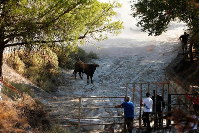 Fotos: Encierro mixto campo a través en las fiestas patronales de Portillo