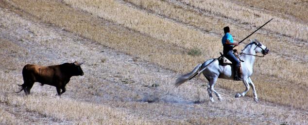 Fotos: Encierro mixto campo a través en las fiestas patronales de Portillo