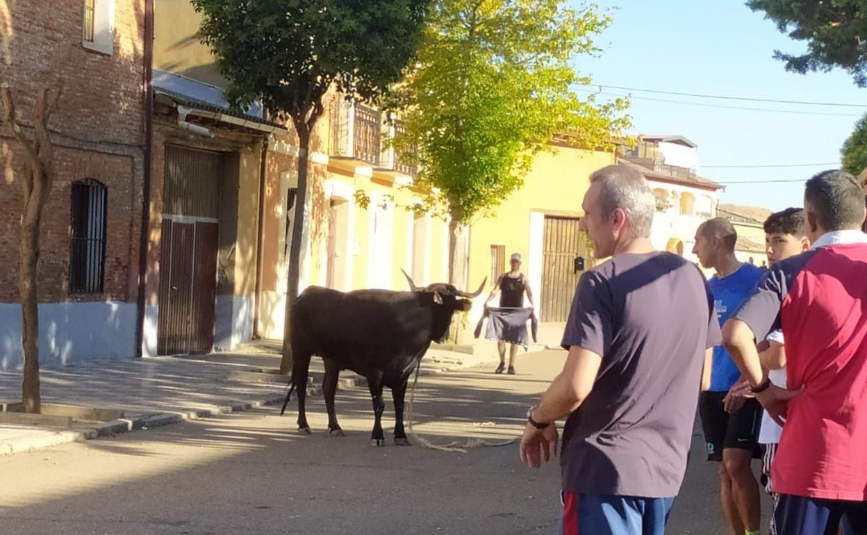 Un mozo llama a la vaca ante la mira de varios vecinos. 