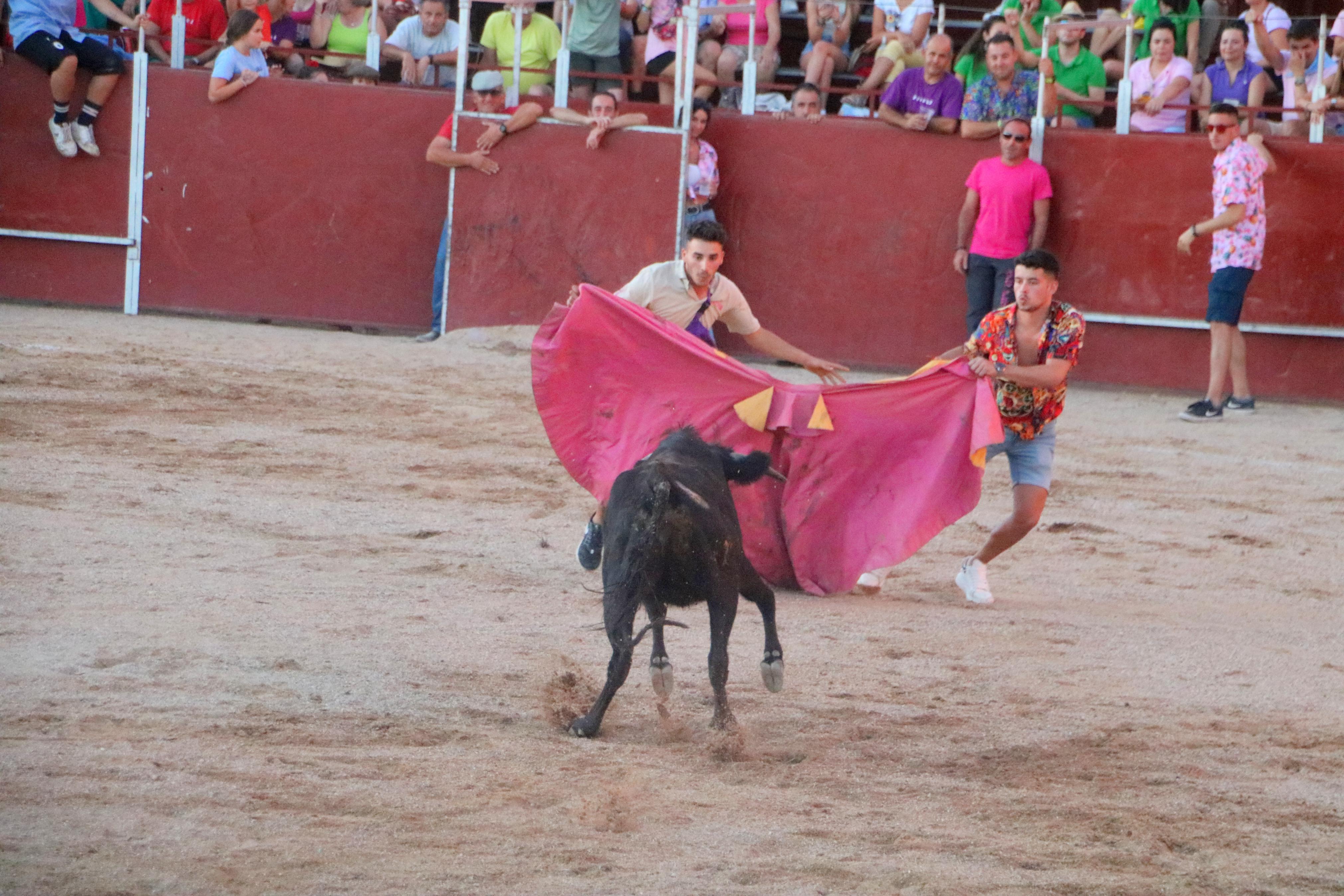 Baltanás celebra unos animados festejos taurinos con motivo de sus fiestas de la Virgen de Revilla