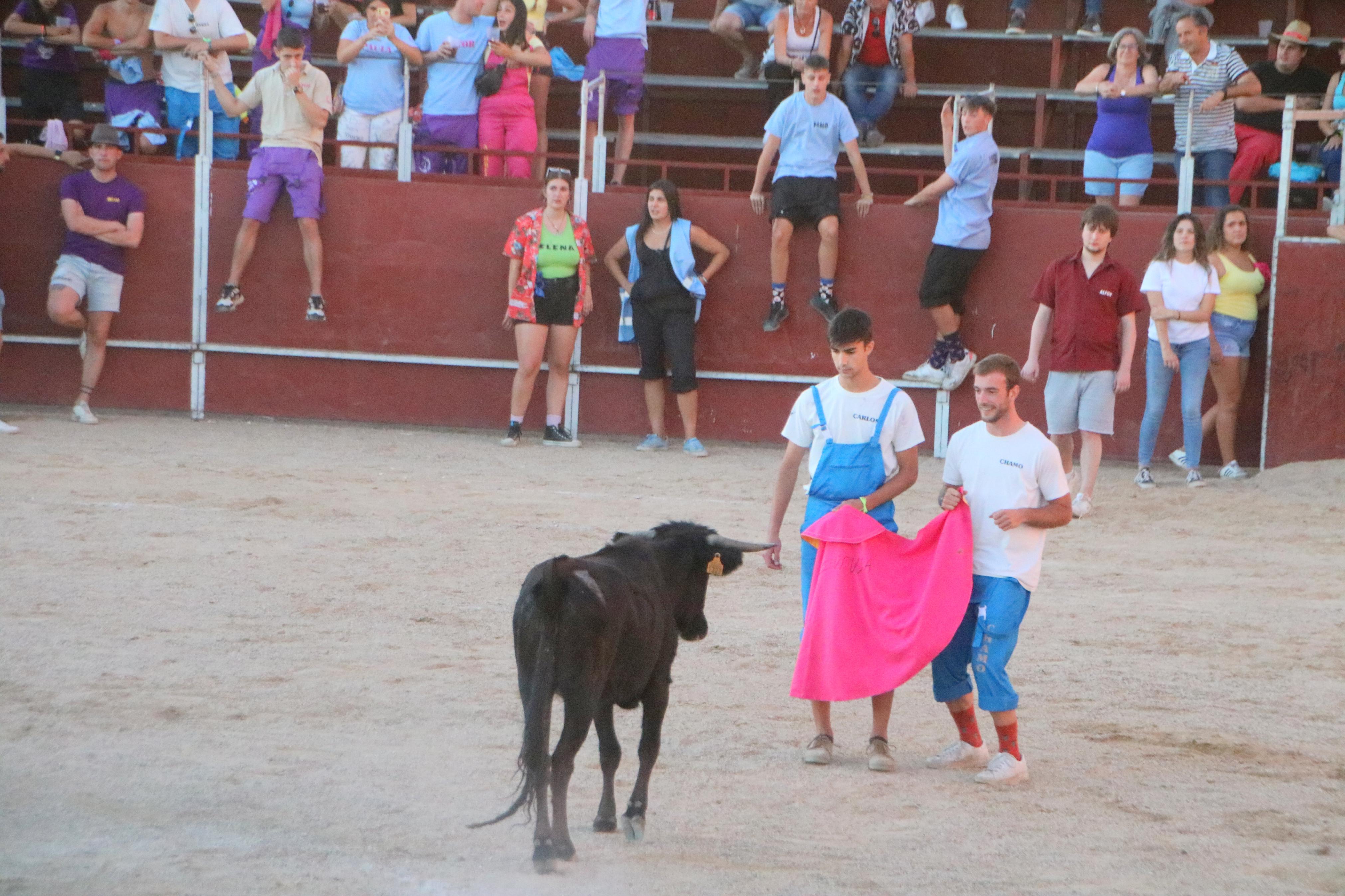 Baltanás celebra unos animados festejos taurinos con motivo de sus fiestas de la Virgen de Revilla