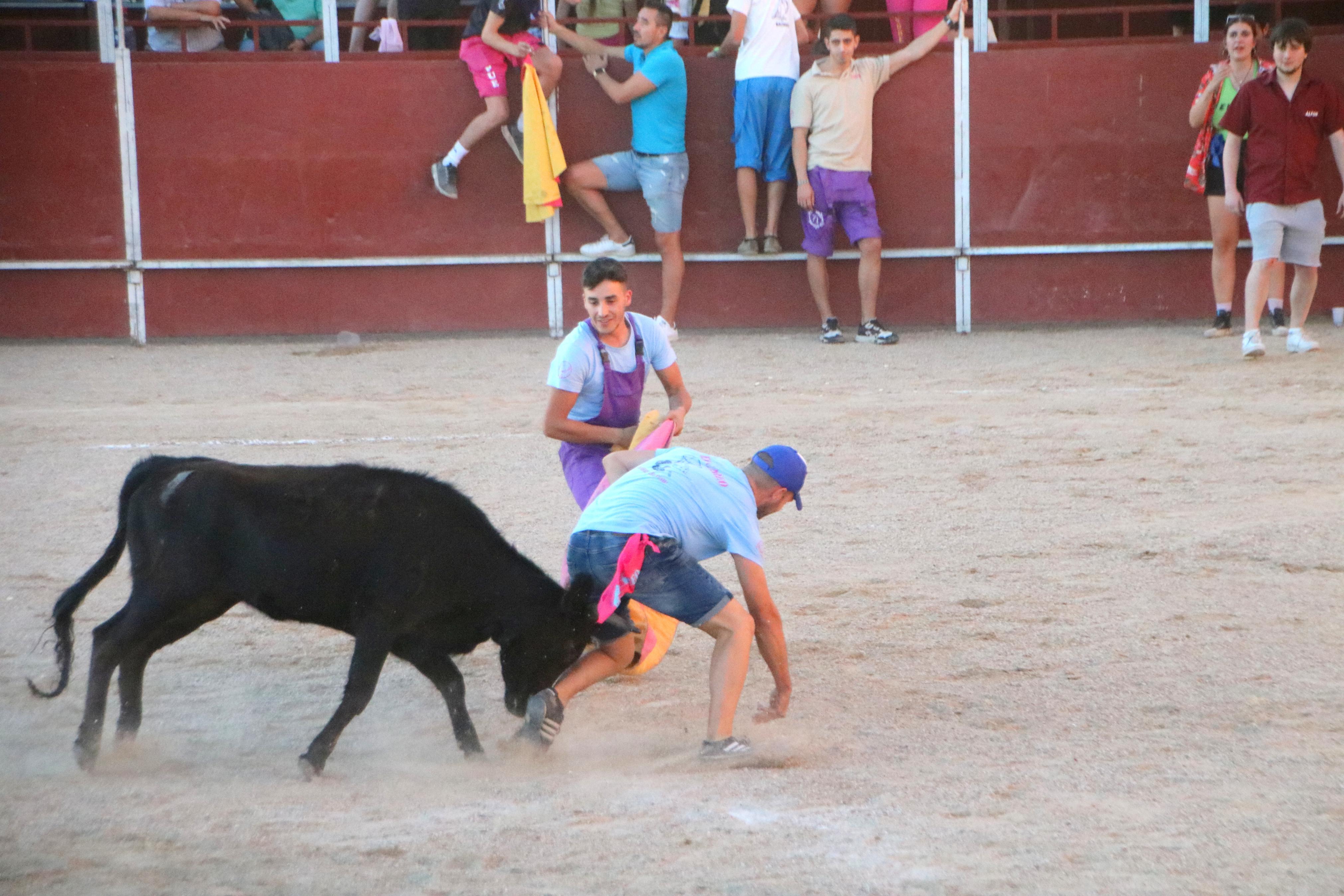 Baltanás celebra unos animados festejos taurinos con motivo de sus fiestas de la Virgen de Revilla