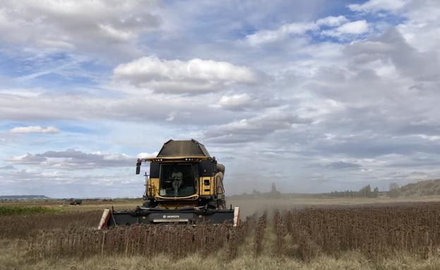 El tiempo esta semana en Castilla y León: precipitaciones generalizadas en días de recolección del girasol