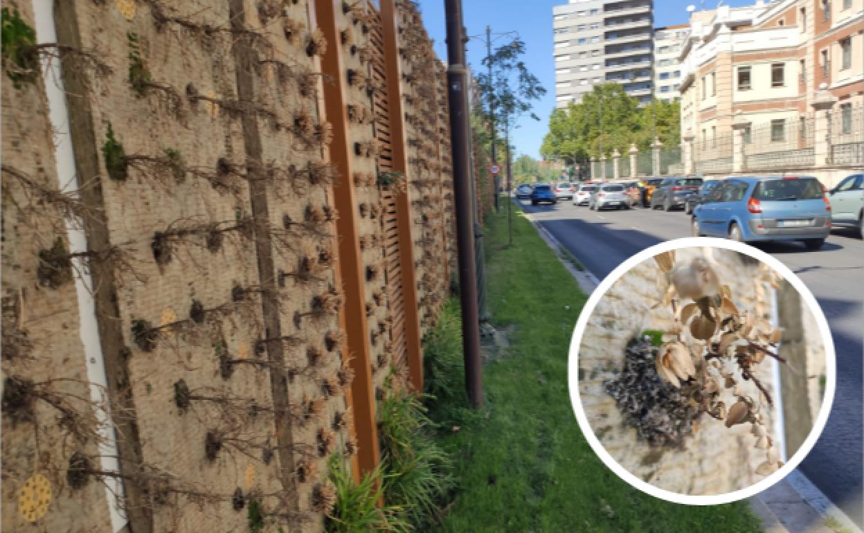 Estado actual del muro vegetal de la mediana del paseo del Hospital Militar. En detalle, una de las numerosas plantas muertas. 