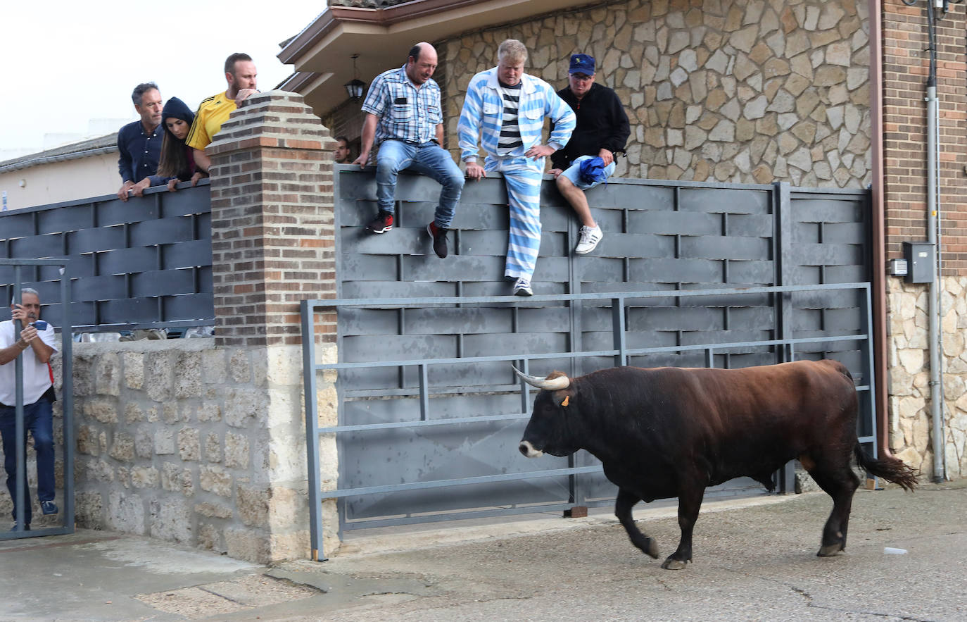 Fotos: Astudillo celebra el Toro del Pueblo