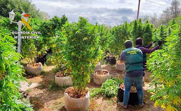 Detenido con 95 plantas de marihuana de gran envergadura en Traspinedo