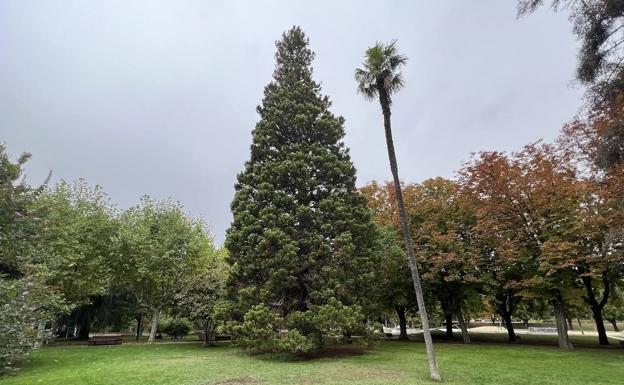 Un palmito gigante, aislado del resto de árboles en Moreras