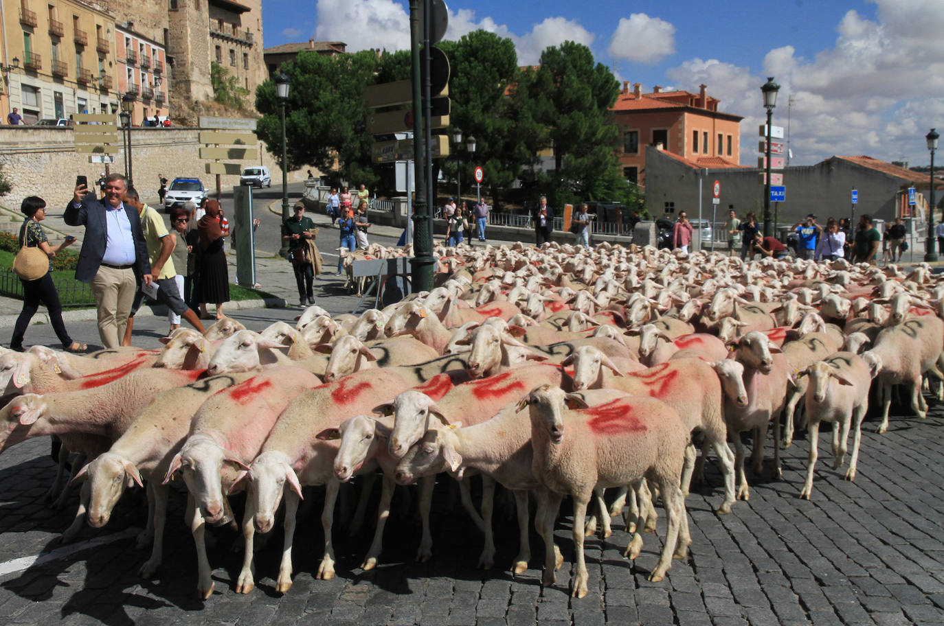 Ovejas este viernes por la mañana en la plaza del Azoguejo.