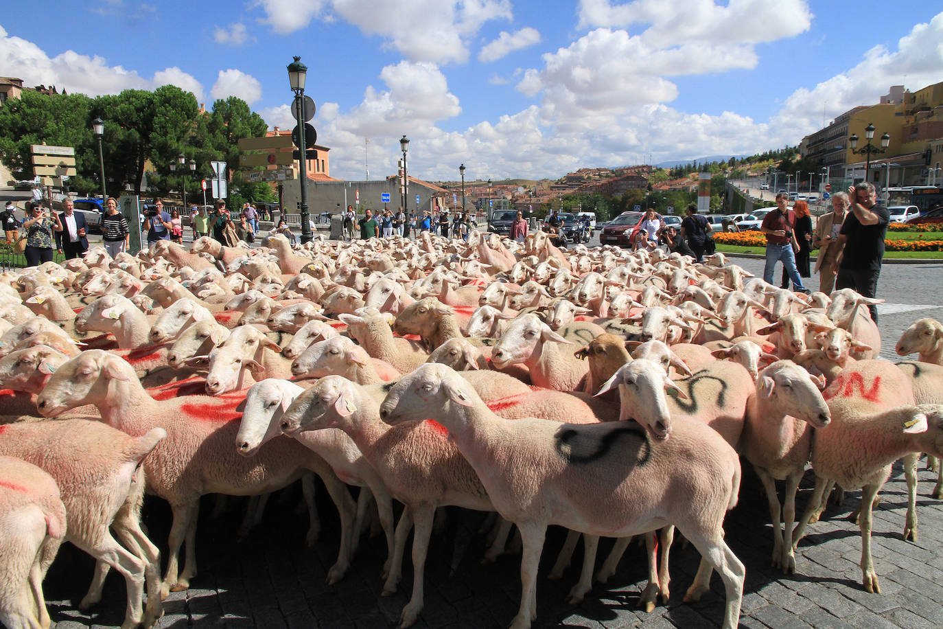 Ovejas este viernes por la mañana en la plaza del Azoguejo.