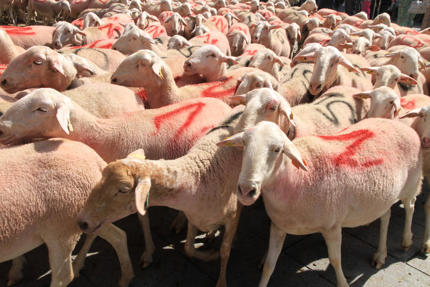 Ovejas este viernes por la mañana en la plaza del Azoguejo.