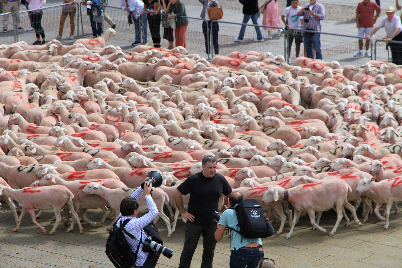 Ovejas este viernes por la mañana en la plaza del Azoguejo.