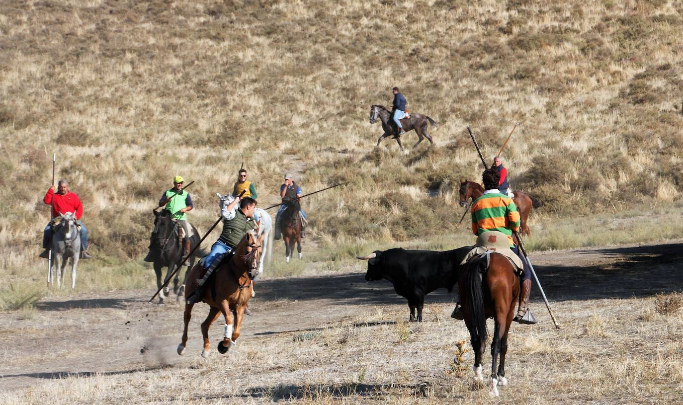 Fotos: Las fiestas de Portillo se despiden con el último encierro mixto