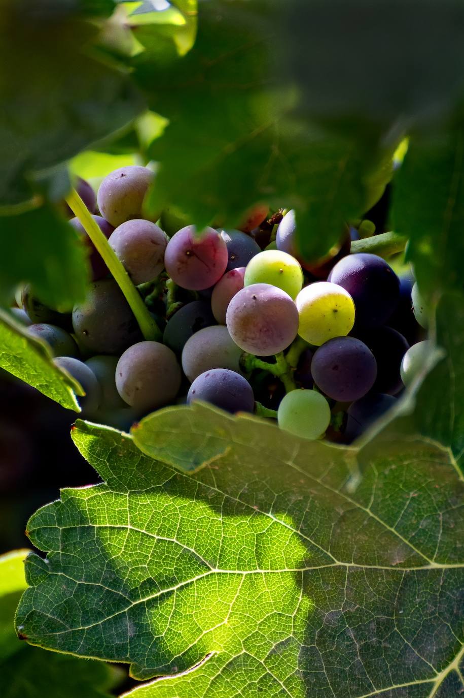 Imagen principal - Fotografías ganadoras del III concurso fotográfico del Envero de Cigales 