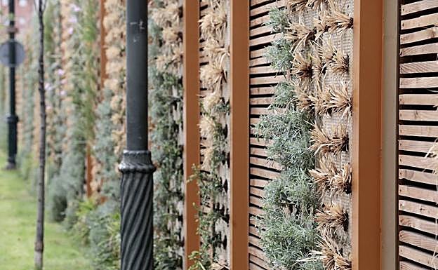 Comienza la replantación del muro vegetal del paseo del Hospital Militar de Valladolid