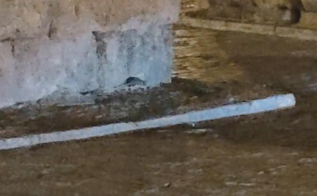 La rata, en el Acueducto de Segovia