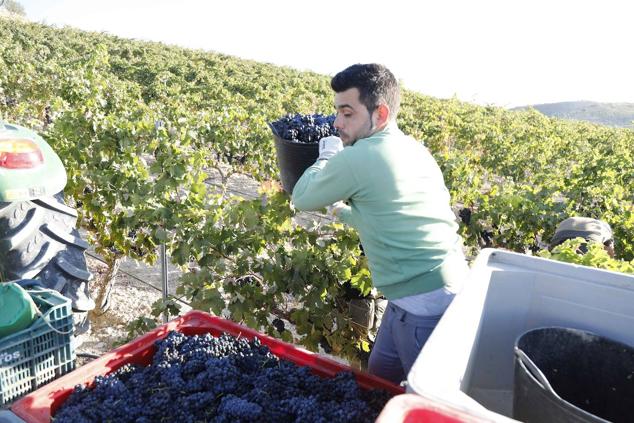 Fotos: La vendimia en la Ribera del Duero
