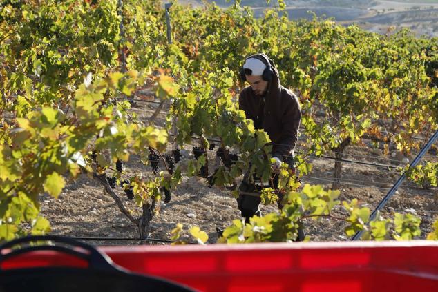 Fotos: La vendimia en la Ribera del Duero