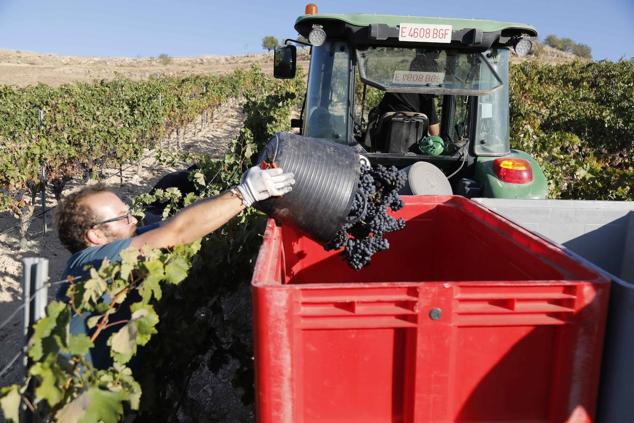 Fotos: La vendimia en la Ribera del Duero