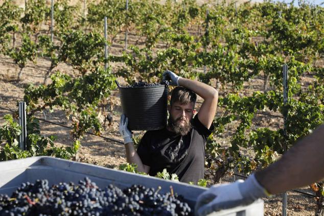 Fotos: La vendimia en la Ribera del Duero