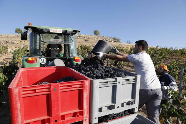 Fotos: La vendimia en la Ribera del Duero