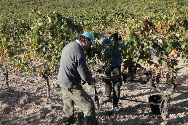 Fotos: La vendimia en la Ribera del Duero