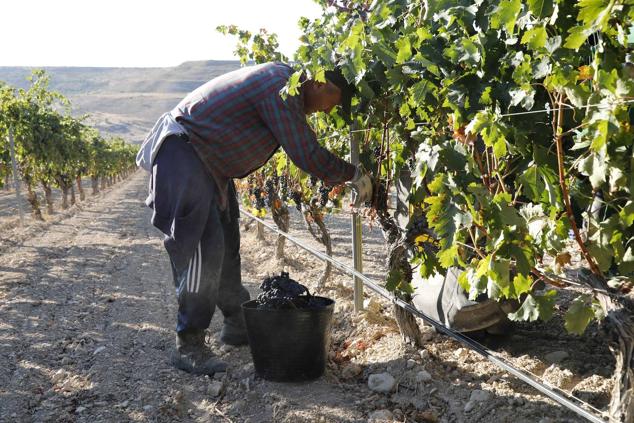 Fotos: La vendimia en la Ribera del Duero