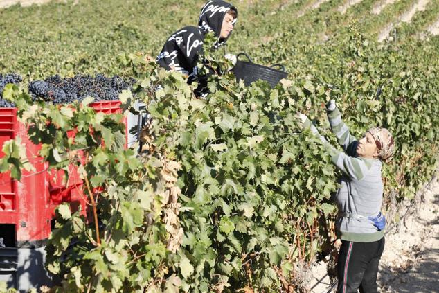 Fotos: La vendimia en la Ribera del Duero