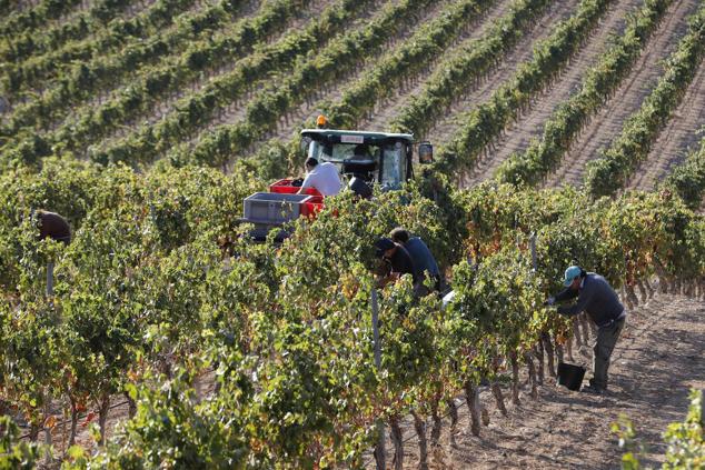 Fotos: La vendimia en la Ribera del Duero