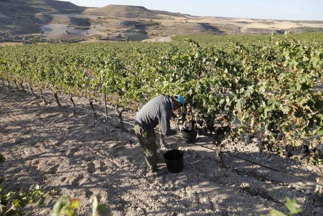 Fotos: La vendimia en la Ribera del Duero