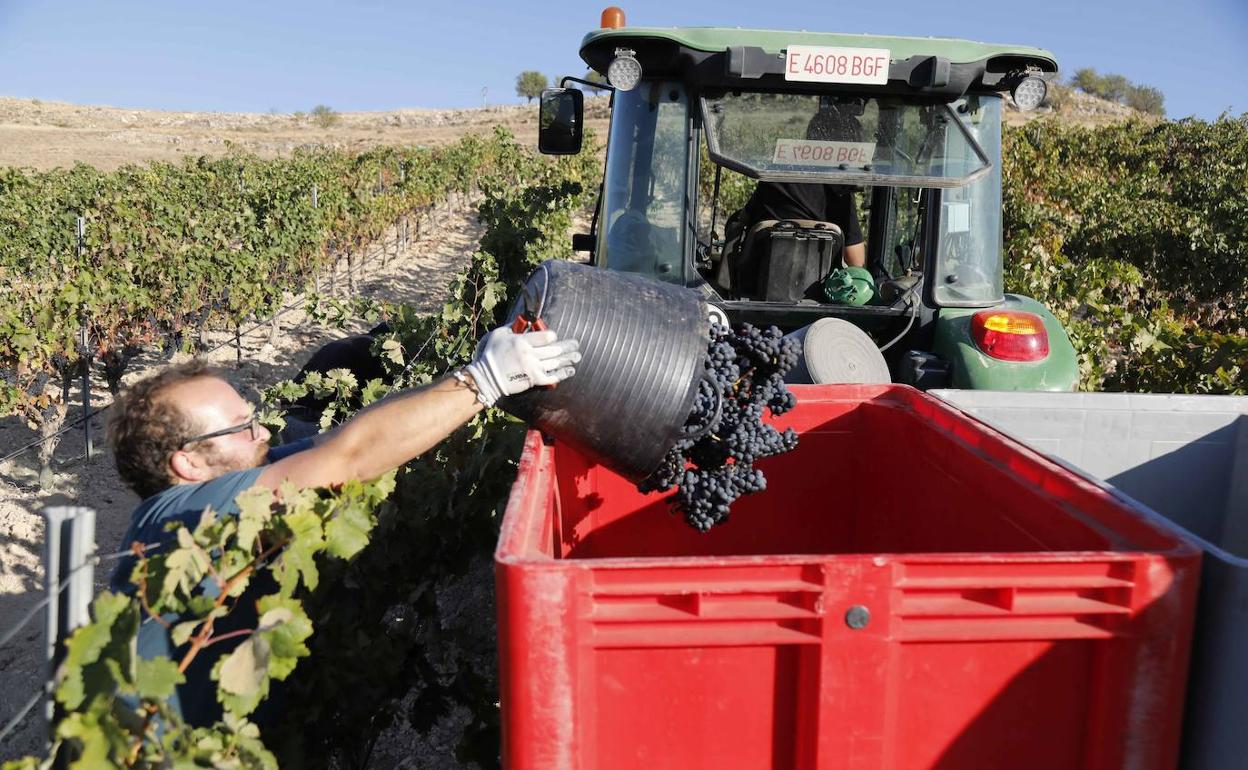 Vendimia en una de las parcelas de Protos en Castrillo de Duero. 