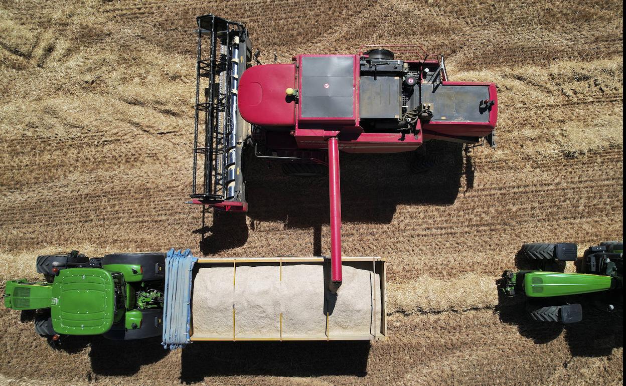 Recogida de cereal en un campo de Navarra.