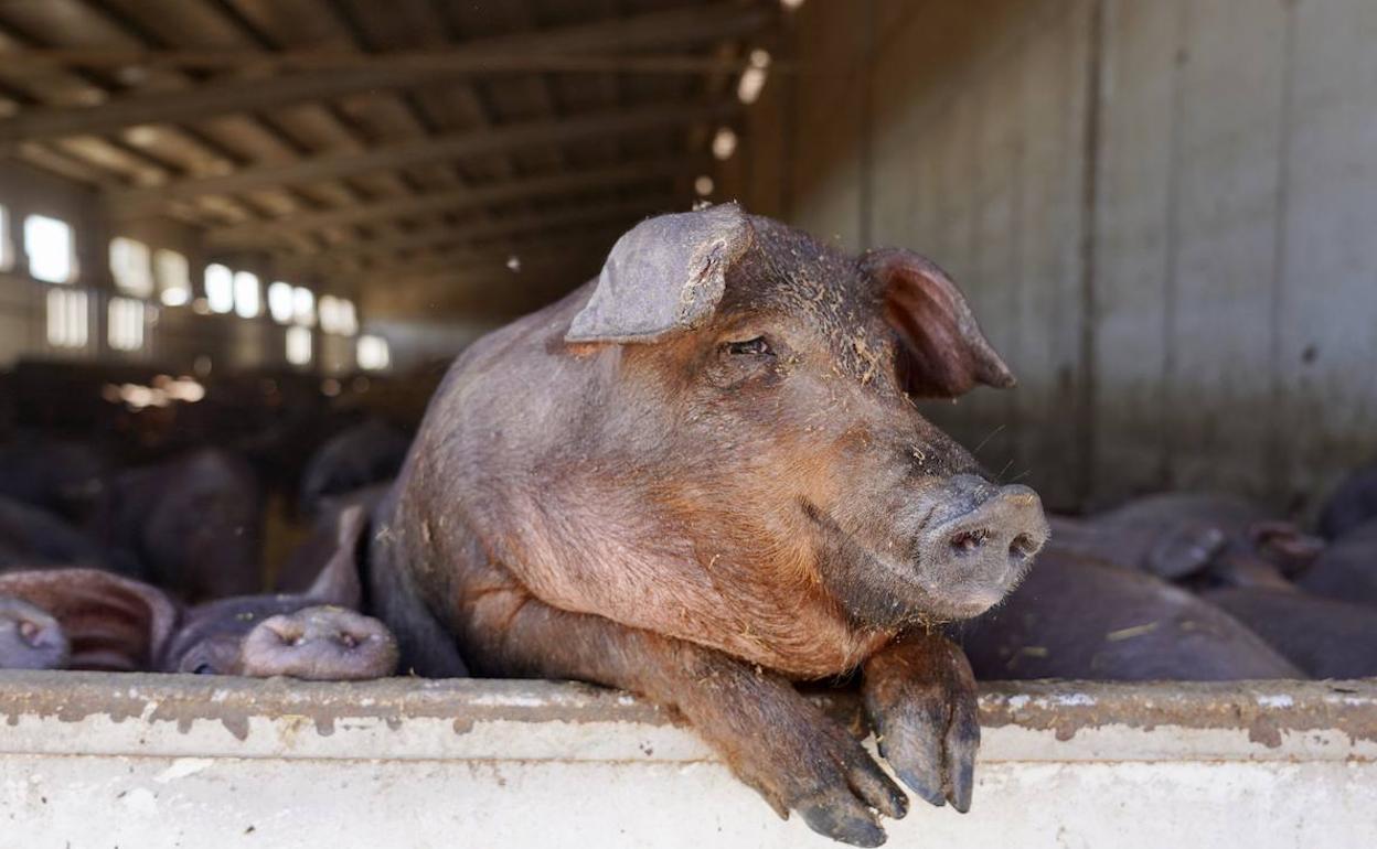 Granja de cerdos en un pueblo vallisoletano.