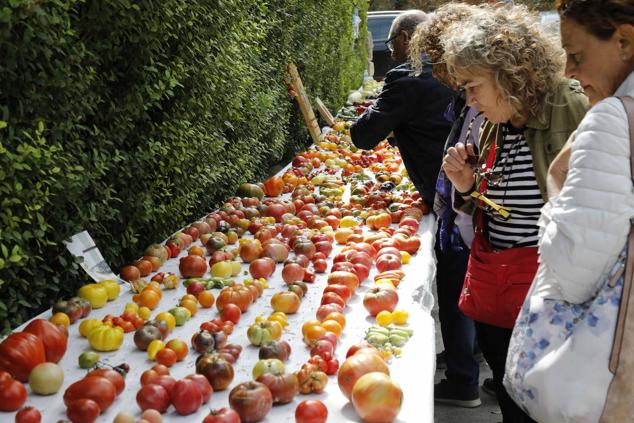 Fotos: Feria Ibérica del Tomate de Piñel de Abajo