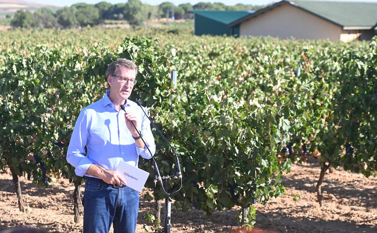 Alberto Núñez Feijóo, en un viñedo del municipio burgalés de Roa