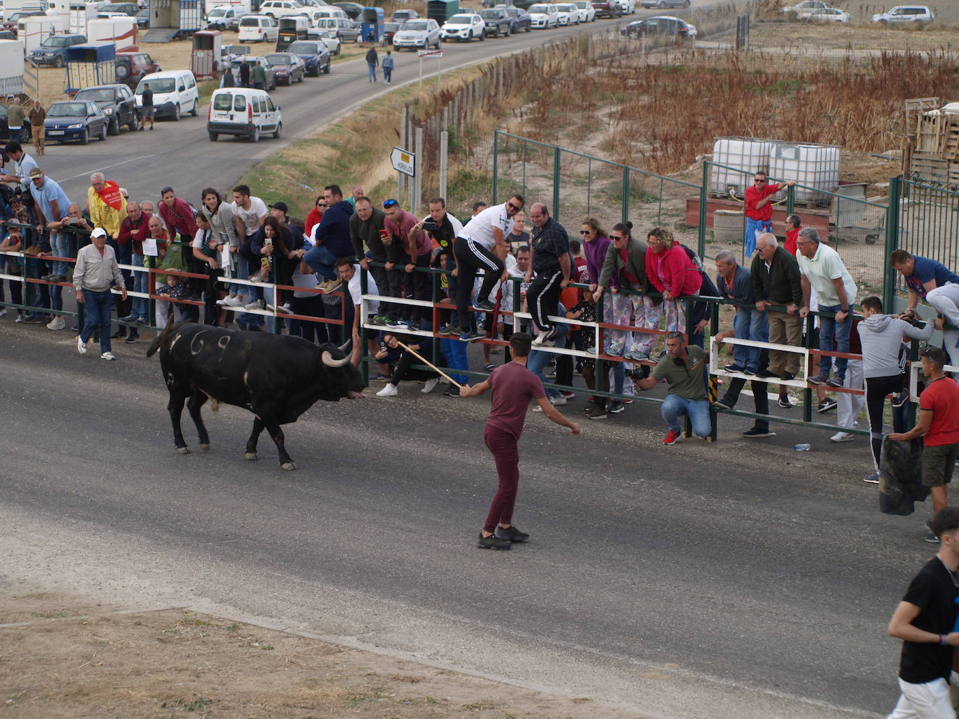 Encierro campero celebrado este miércoles por la tarde en Olmedo.