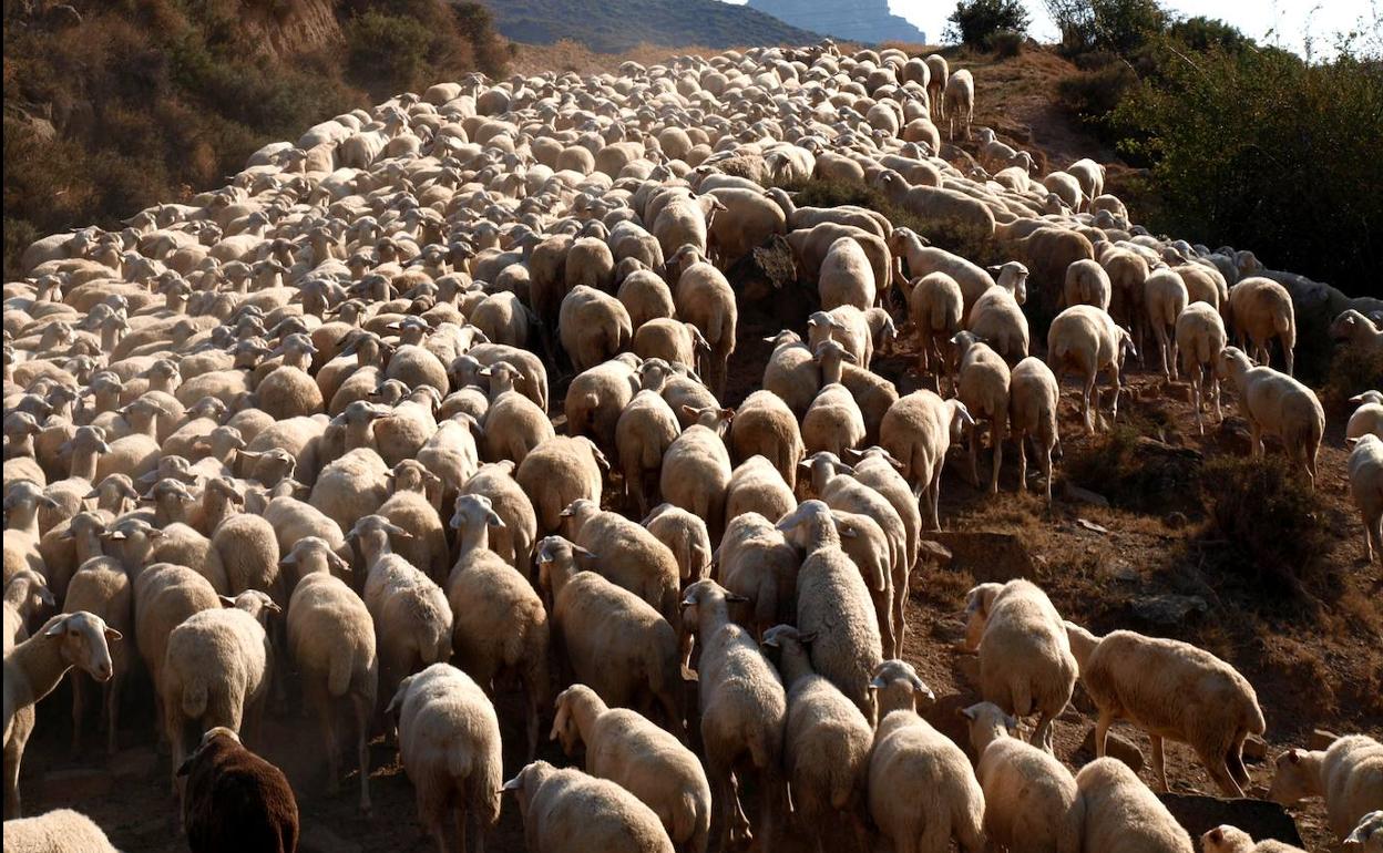 Más de 14.000 ovejas sacrificadas por nuevos brotes de viruela