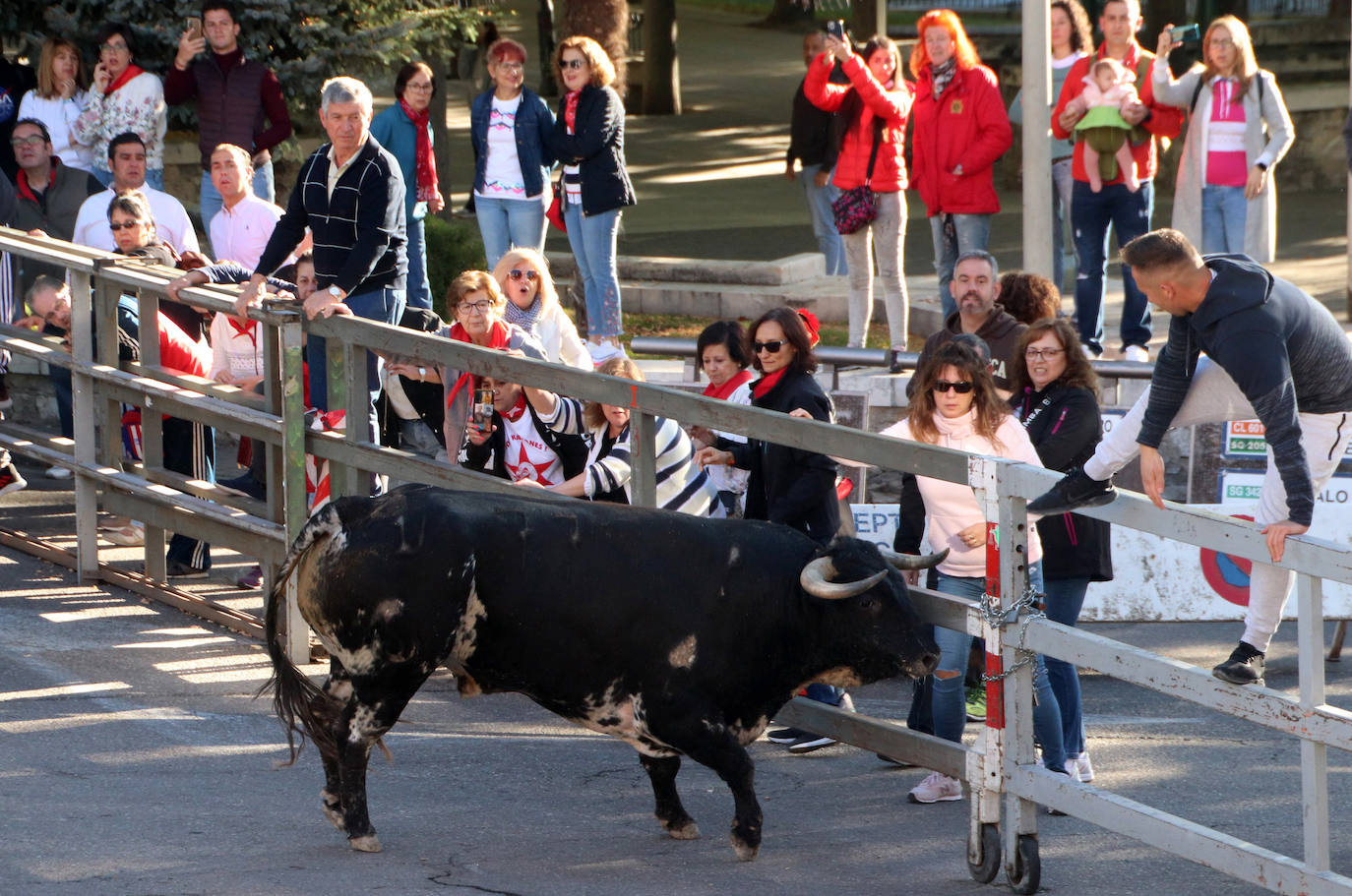 Encierro extraordinadio de San Miguel en Cuéllar. 