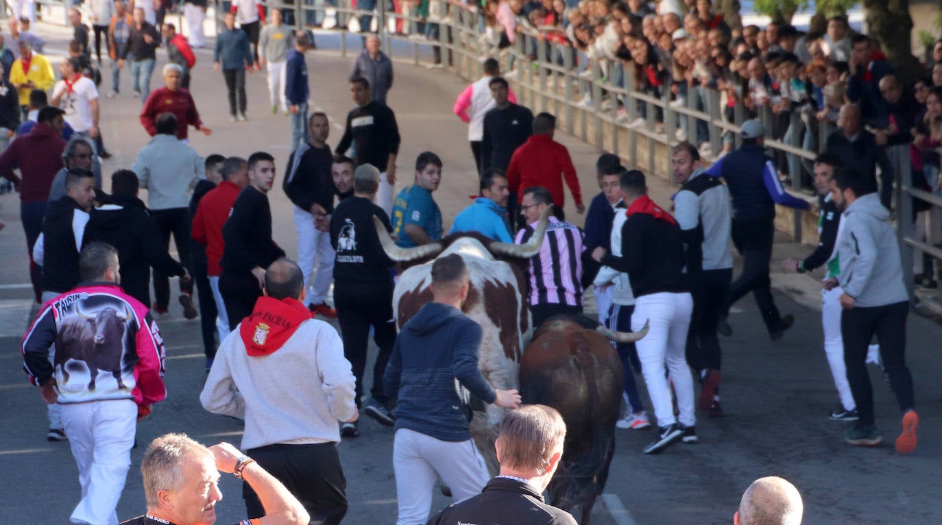 Encierro extraordinadio de San Miguel en Cuéllar. 