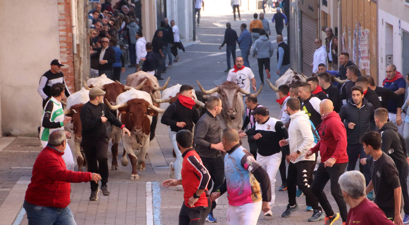 Encierro extraordinadio de San Miguel en Cuéllar. 