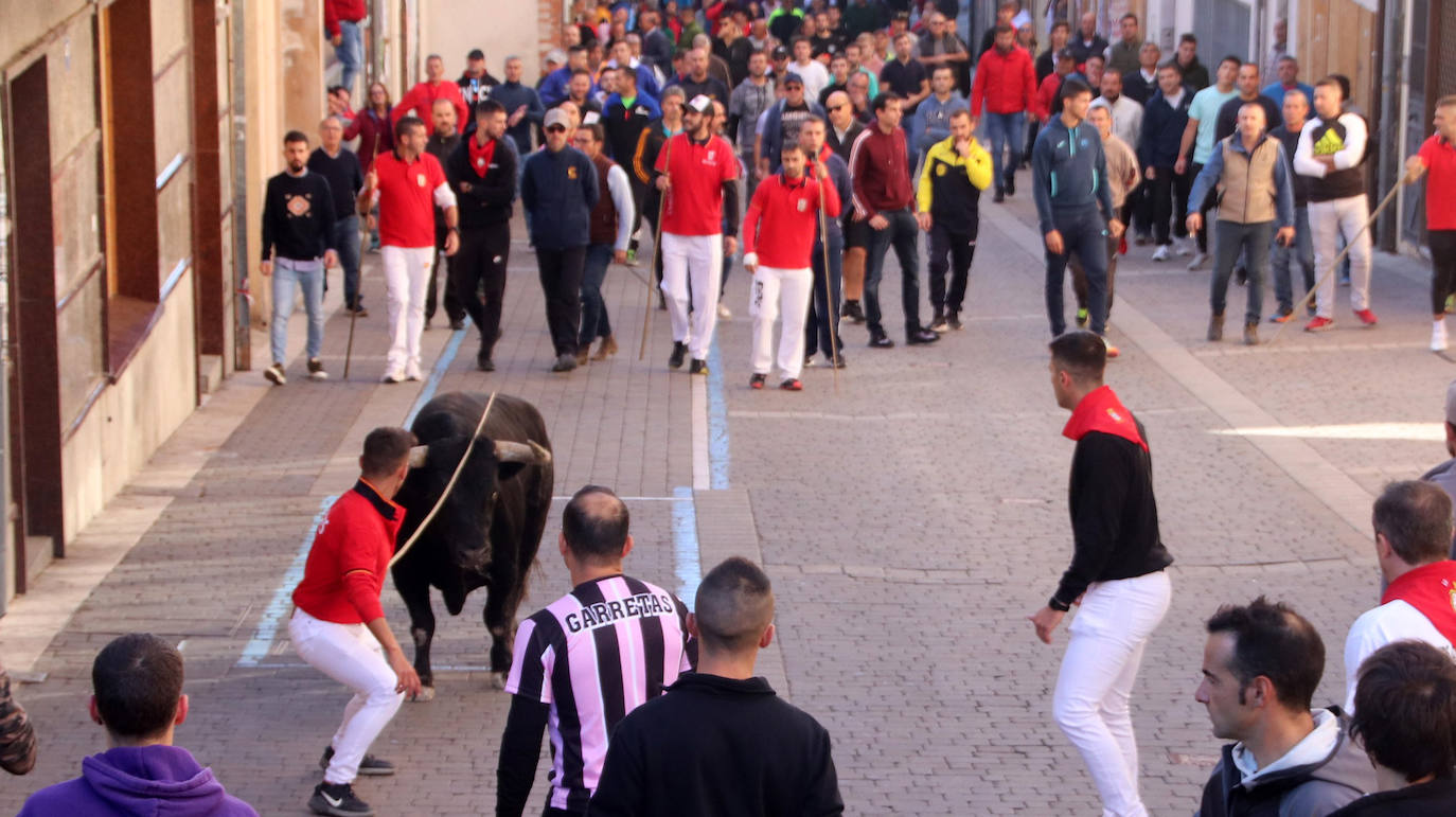 Encierro extraordinadio de San Miguel en Cuéllar. 