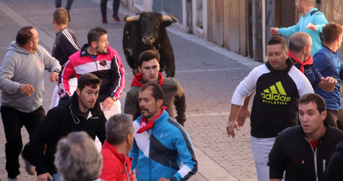 Encierro extraordinadio de San Miguel en Cuéllar. 