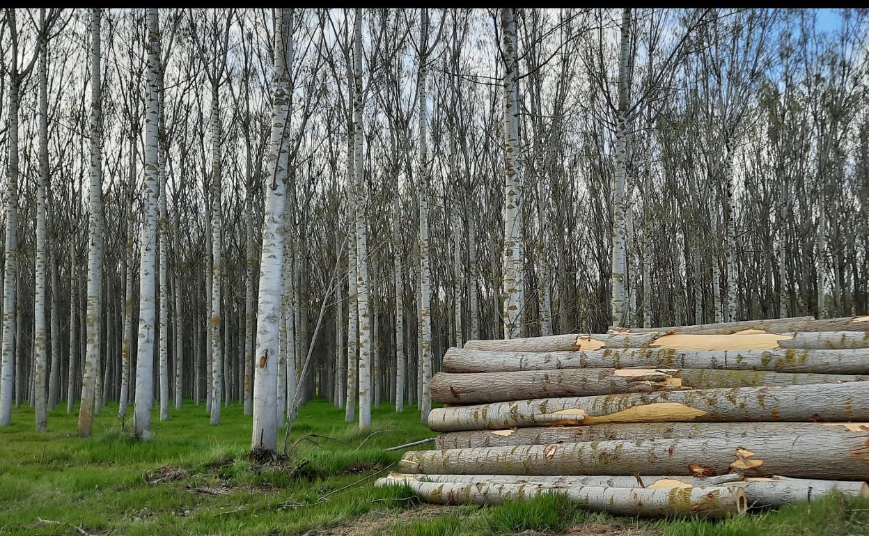 El futuro de la propiedad forestal privada, a debate