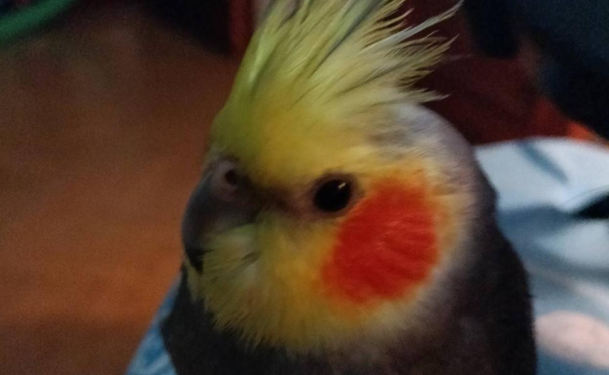 Moñi, la ninfa de dos años y medio, que salió por la ventana en la tarde del martes de un piso de la calle Amadeo Arias. 